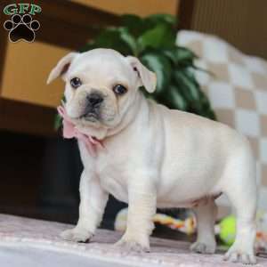 Raine, French Bulldog Puppy